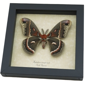 Hyalophora cecropia Moth Male Large 4 inch Wingspan North American Silk Moth Framed Insect
