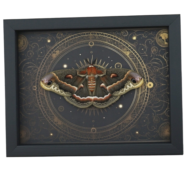 Real Moth Hyalophora cecropia Female Resting Gothic Steampunk Framed Taxidermy Display