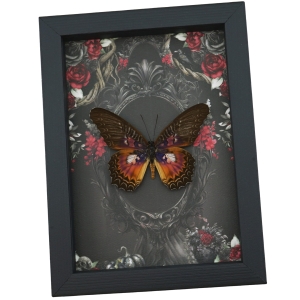 Fuchsia Purple Butterfly Gothic Black Roses Cethosia myrina sarnada Real Framed Taxidermy
