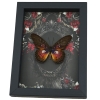 Fuchsia Purple Butterfly Gothic Black Roses Cethosia myrina sarnada Real Framed Taxidermy