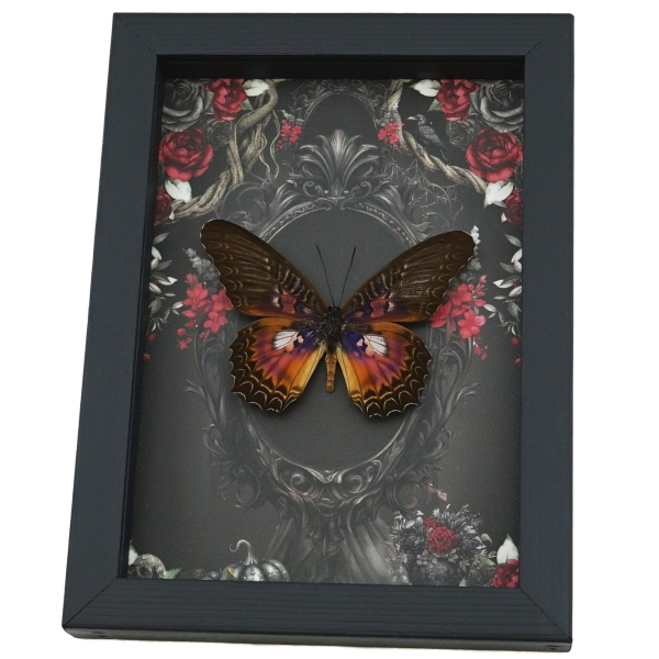 Fuchsia Purple Butterfly Gothic Black Roses Cethosia myrina sarnada Real Framed Taxidermy