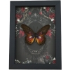Fuchsia Purple Butterfly Gothic Black Roses Cethosia myrina sarnada Real Framed Taxidermy