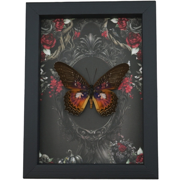 Fuchsia Purple Butterfly Gothic Black Roses Cethosia myrina sarnada Real Framed Taxidermy