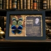 Charles Darwin Butterfly Pair Callithea philotima Asterope leprieuri Framed Taxidermy Butterflies