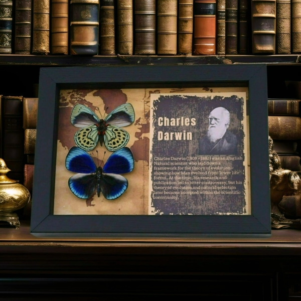 Charles Darwin Butterfly Pair Callithea philotima Asterope leprieuri Framed Taxidermy Butterflies
