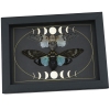 Ghost Cicada Collection Gothic Moon Phases Blue White Real Cicadas Framed Taxidermy