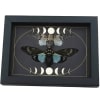 Ghost Cicada Collection Gothic Moon Phases Blue White Real Cicadas Framed Taxidermy