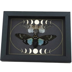 Ghost Cicada Collection Gothic Moon Phases Blue White Real Cicadas Framed Taxidermy