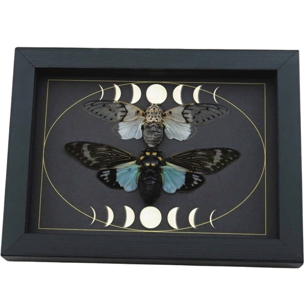 Ghost Cicada Collection Gothic Moon Phases Blue White Real Cicadas Framed Taxidermy