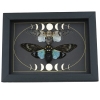 Ghost Cicada Collection Gothic Moon Phases Blue White Real Cicadas Framed Taxidermy