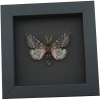 Coloradia doris Pink Furry Doris Pine Moth Real Framed Taxidermy Moonlight Display