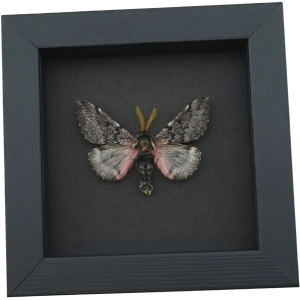 Coloradia doris Pink Furry Doris Pine Moth Real Framed Taxidermy Moonlight Display