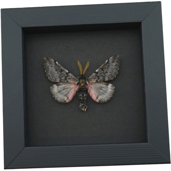 Coloradia doris Pink Furry Doris Pine Moth Real Framed Taxidermy Moonlight Display