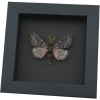 Coloradia doris Pink Furry Doris Pine Moth Real Framed Taxidermy Moonlight Display
