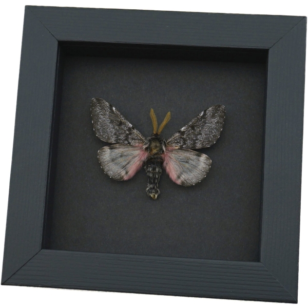 Coloradia doris Pink Furry Doris Pine Moth Real Framed Taxidermy Moonlight Display