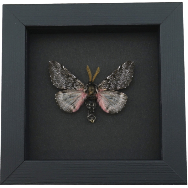 Coloradia doris Pink Furry Doris Pine Moth Real Framed Taxidermy Moonlight Display