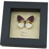 Colotis zoe Framed Madagascar Forest Butterfly Taxidermy Display