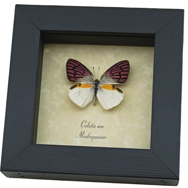 Colotis zoe Framed Madagascar Forest Butterfly Taxidermy Display