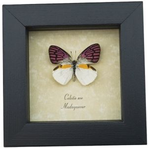 Colotis zoe Framed Madagascar Forest Butterfly Taxidermy Display