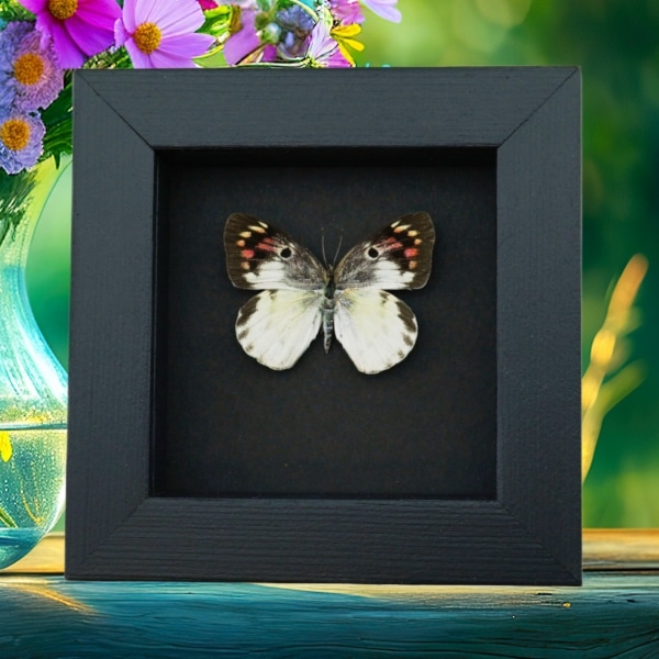 Real Framed Pink Cat Face Butterfly Colotis zoe Female Taxidermy Moonlight Display