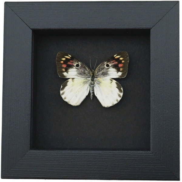 Colotis zoe Female Madagascar Forest Butterfly Framed Moonlight Display