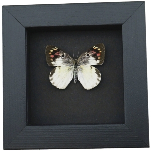 Colotis zoe Female Madagascar Forest Butterfly Framed Moonlight Display