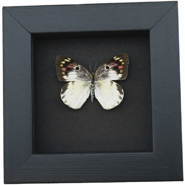 Colotis zoe Female Madagascar Forest Butterfly Framed Moonlight Display