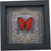 Real Black Heart Butterfly Cymothoe crocea Framed Taxidermy Display