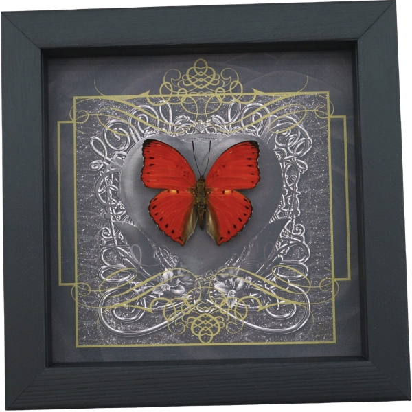 Real Black Heart Butterfly Cymothoe crocea Framed Taxidermy Display