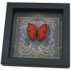 Real Black Heart Butterfly Cymothoe crocea Framed Taxidermy Display