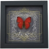 Real Black Heart Butterfly Cymothoe crocea Framed Taxidermy Display