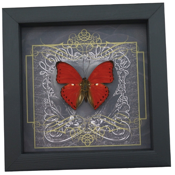 Real Black Heart Butterfly Cymothoe excelsa Framed Taxidermy Display