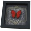 Real Black Heart Butterfly Cymothoe excelsa Framed Taxidermy Display