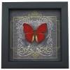 Real Black Heart Butterfly Cymothoe sangaris Framed Taxidermy Display