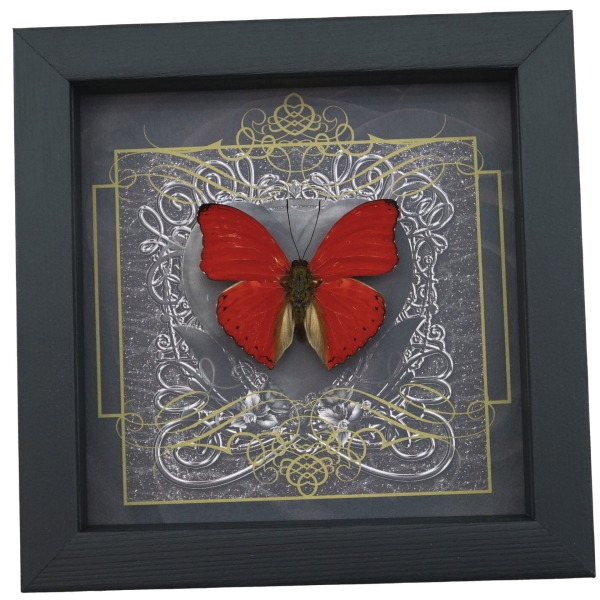 Real Black Heart Butterfly Cymothoe sangaris Framed Taxidermy Display