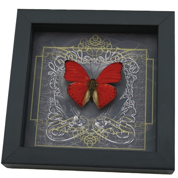 Real Black Heart Butterfly Cymothoe sangaris Framed Taxidermy Display