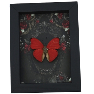 Red Heart Butterfly Gothic Black Roses Cymothoe sangaris Real Framed Taxidermy Display