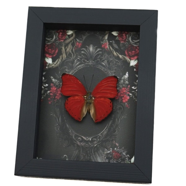 Red Heart Butterfly Gothic Black Roses - Cymothoe sangaris Real