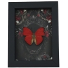 Red Heart Butterfly Gothic Black Roses Cymothoe sangaris Real Framed Taxidermy Display