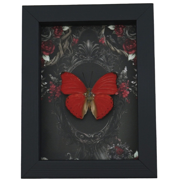 Red Heart Butterfly Gothic Black Roses Cymothoe sangaris Real Framed Taxidermy Display