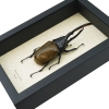 Giant Hercules Beetle Dynastes hercules lichyi 138mm Rare Framed Taxidermy Display