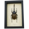 Giant Hercules Beetle Dynastes hercules lichyi 138mm Rare Framed Taxidermy Display