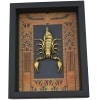 Real Scorpion Egyptian Decor Heterometrus cyaneus Framed Scorpion Taxidermy Display