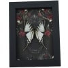 Gothic White Kite Swallowtail Butterfly Black Roses Eurytides agesilaus Real Framed Taxidermy Display