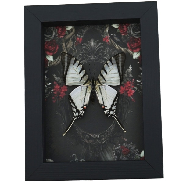 Gothic White Kite Swallowtail Butterfly Black Roses Eurytides agesilaus Real Framed Taxidermy Display