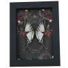 Gothic White Kite Swallowtail Butterfly Black Roses Eurytides agesilaus Real Framed Taxidermy Display