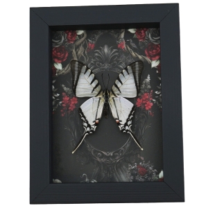 Gothic White Kite Swallowtail Butterfly Black Roses Eurytides agesilaus Real Framed Taxidermy Display