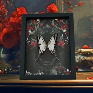 Gothic White Zebra Swallowtail Butterfly Black Roses Eurytides Protesilaus Real Framed Taxidermy Display