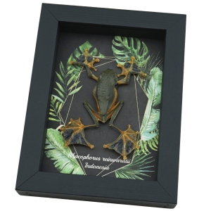 Real Flying Parachute Tree Frog Tropical Rhacophorus reinwardtii Framed Taxidermy Display