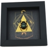 Real Sacred Egyptian King Scarab Beetle Pyramid Real Framed Green Scarabaeus aegyptiorum